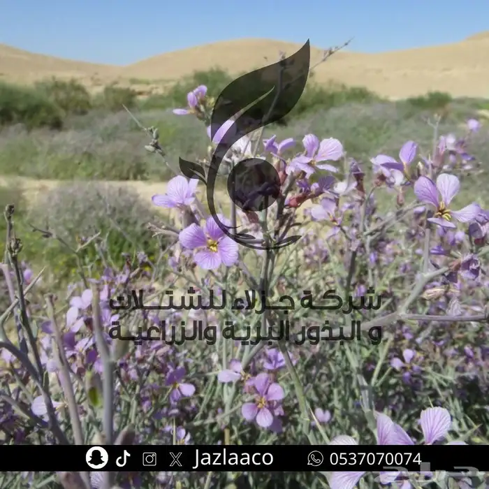 بذور نباتات الربيع المزهرة وبذور برية ربيعيه 1