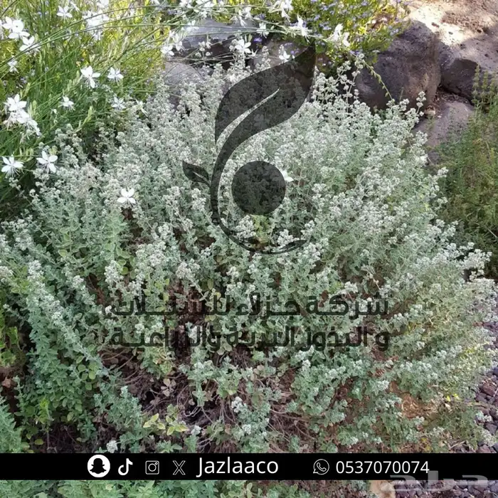 بذور نباتات الربيع المزهرة وبذور برية ربيعيه 2