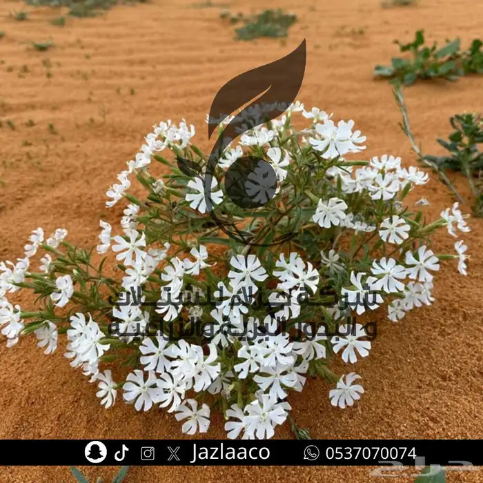 بذور نباتات الربيع المزهرة وبذور برية ربيعيه 0