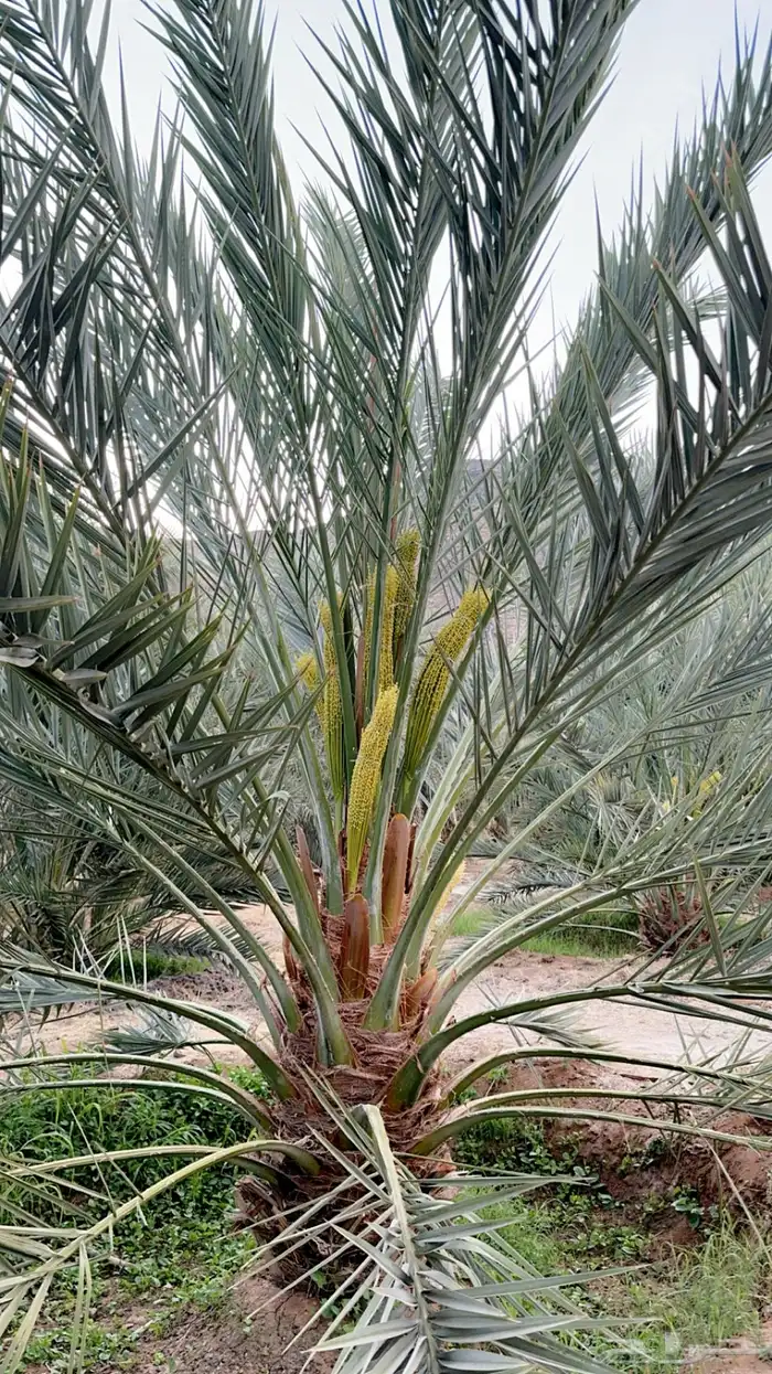 جريد نخل سعف عسيب 8