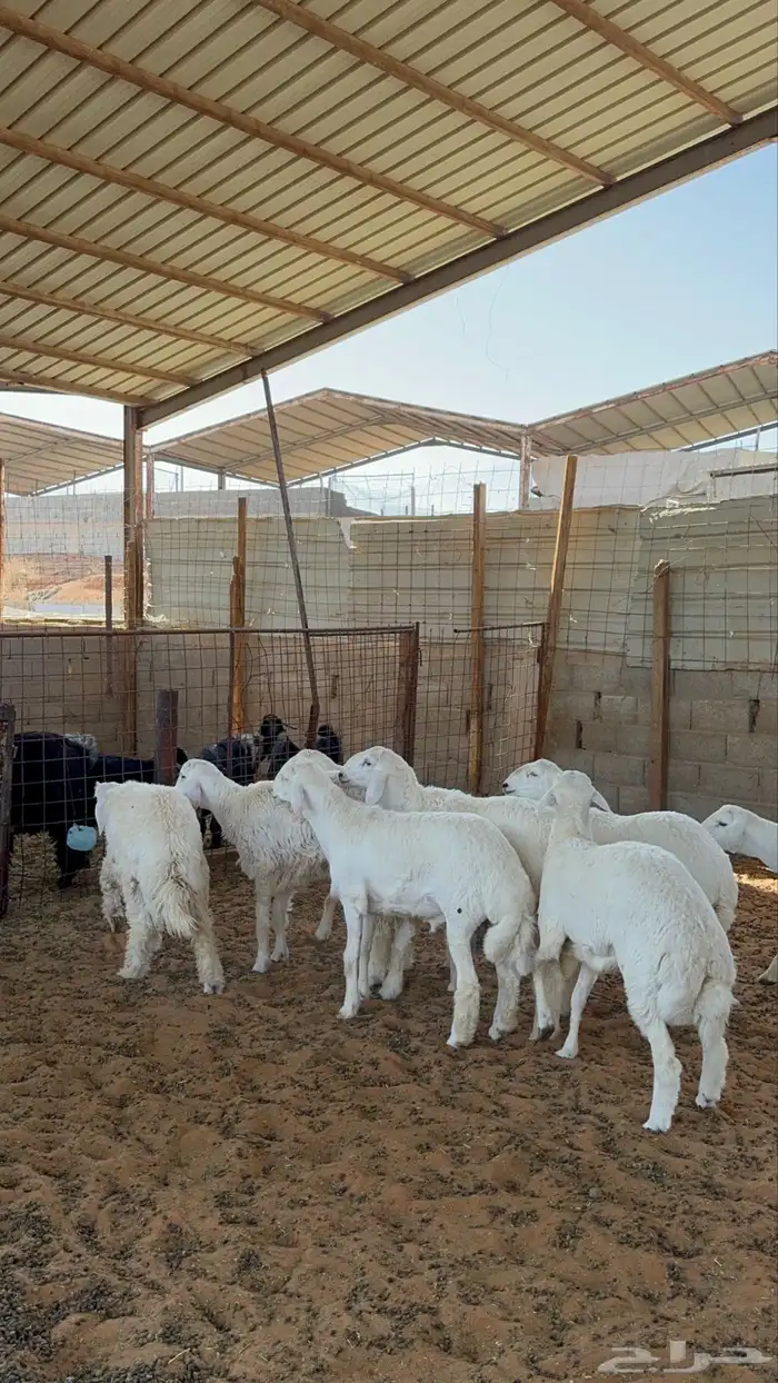 خرفان حريات 1