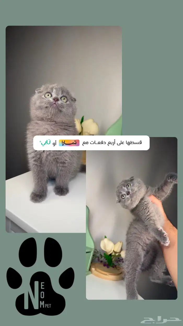 سكوتش تربل فولد كيتن قط بريطاني اسكتلندي قزم قطط للبيع صغيرة 1
