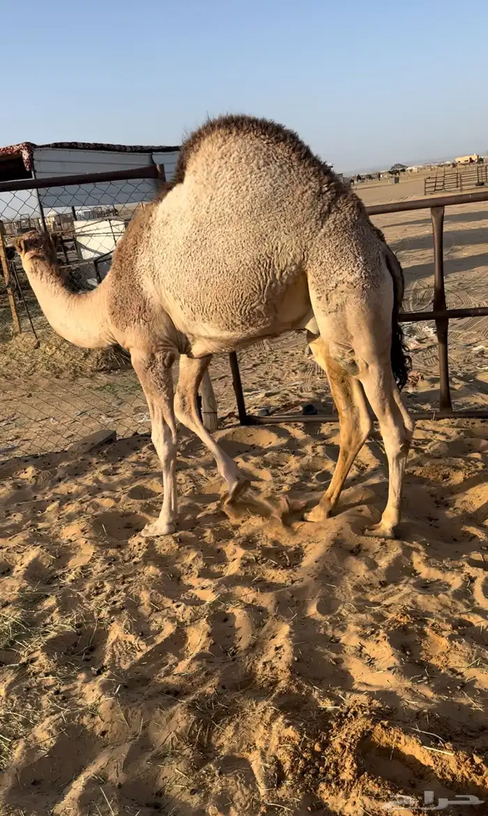 قعدان كفو للبيع 0