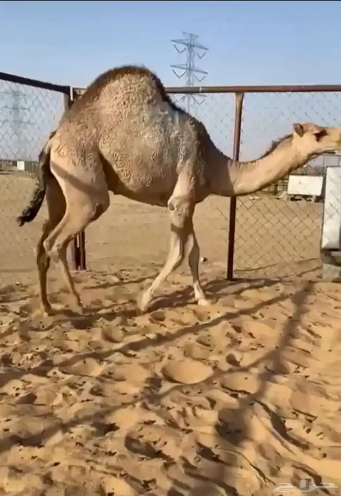 قعدان كفو للبيع 1