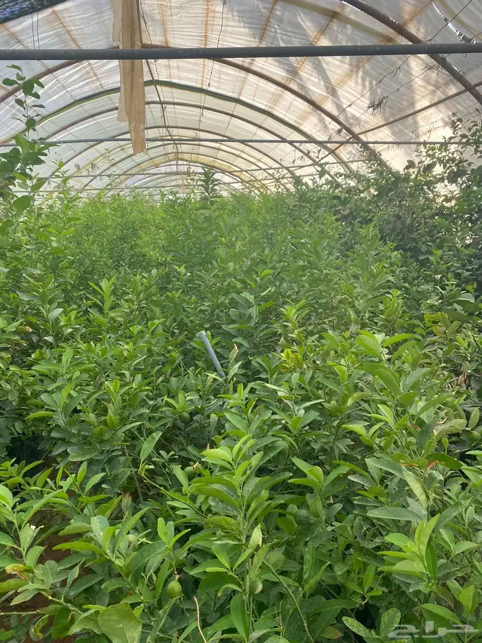 للبيع شتلات و اشجار بسعر الجمله 1