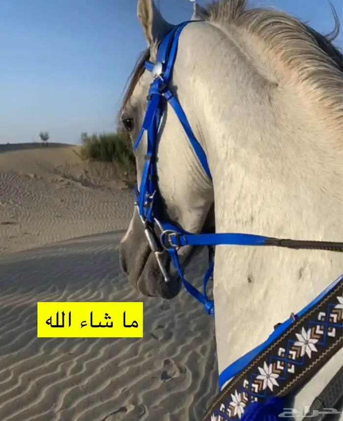 خيول للإيجار وركوب على البحر 1