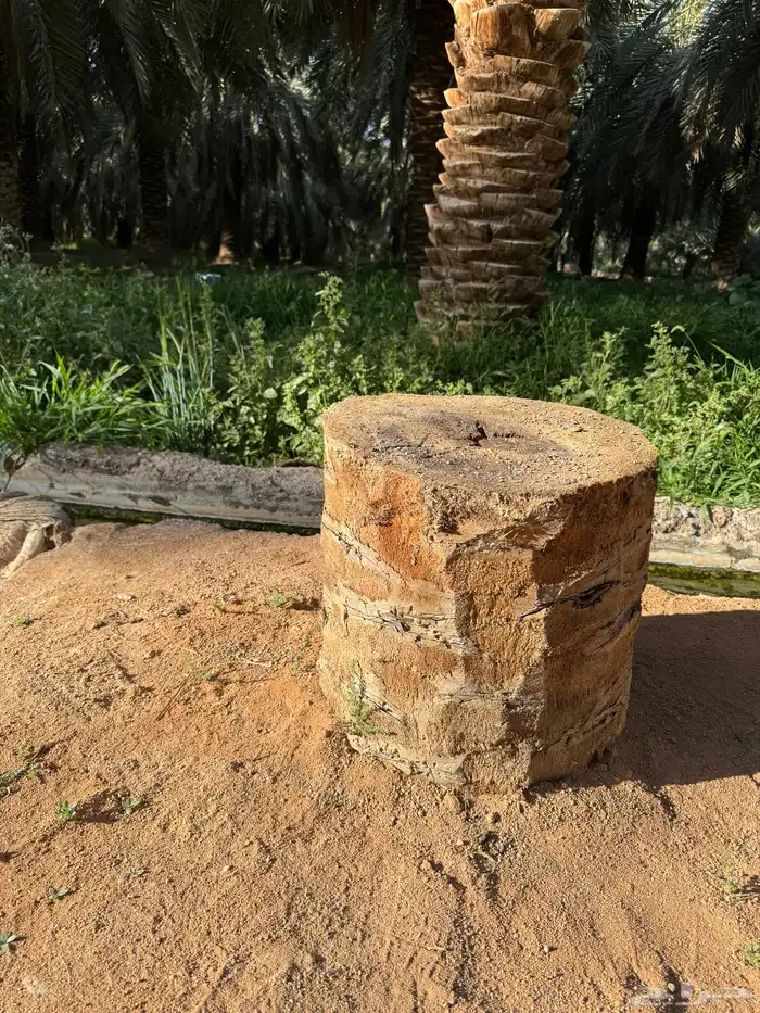 جريد نخل سعف عسيب 6