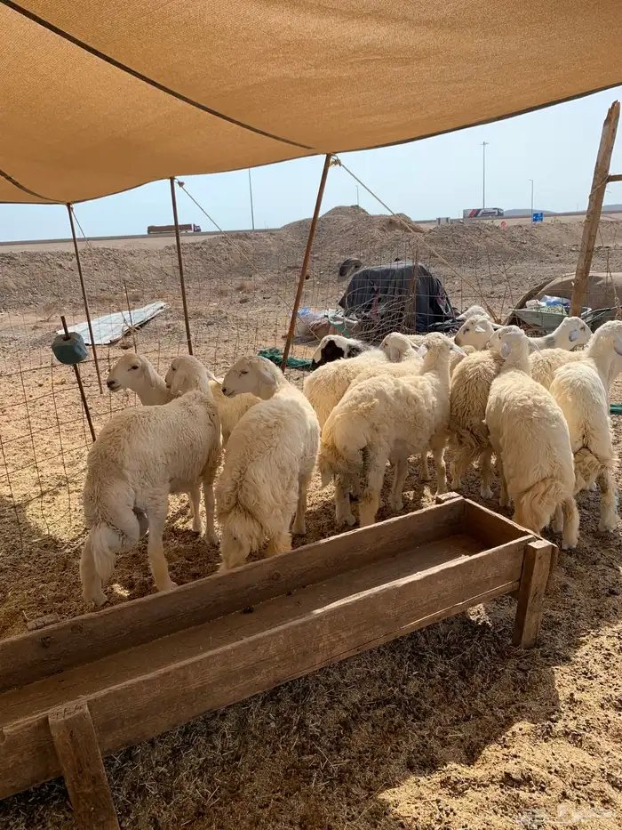 طليان مناسبات ذبائح حري كبار للبيع يوجد توصيل 2