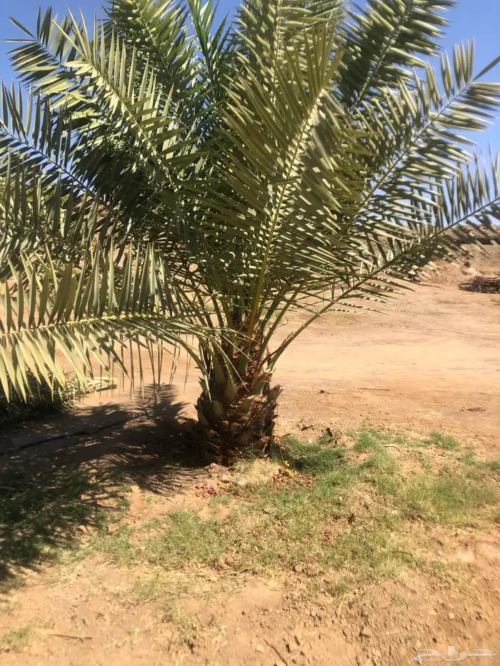 نخل لوجه الله 2