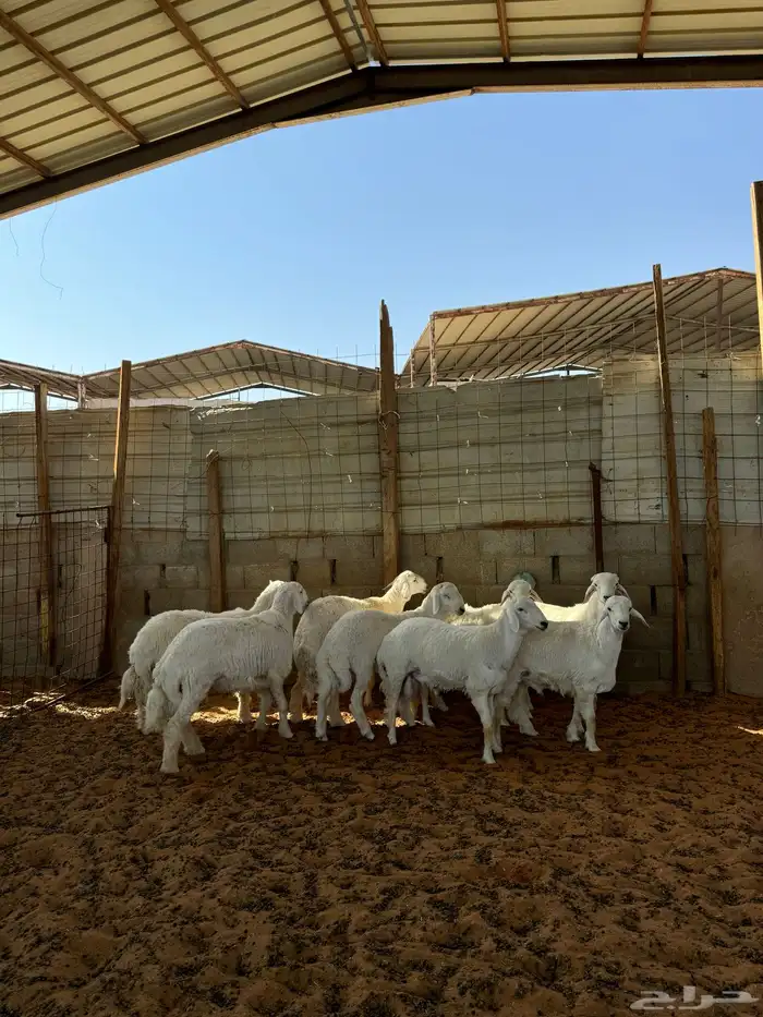 خرفان حريات 0