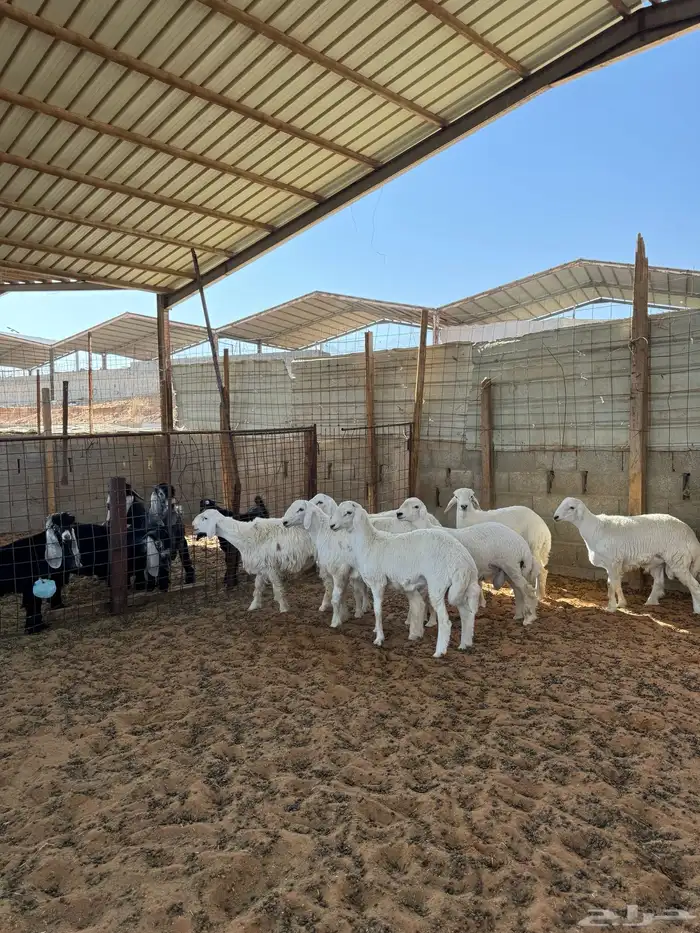 خرفان حريات 4