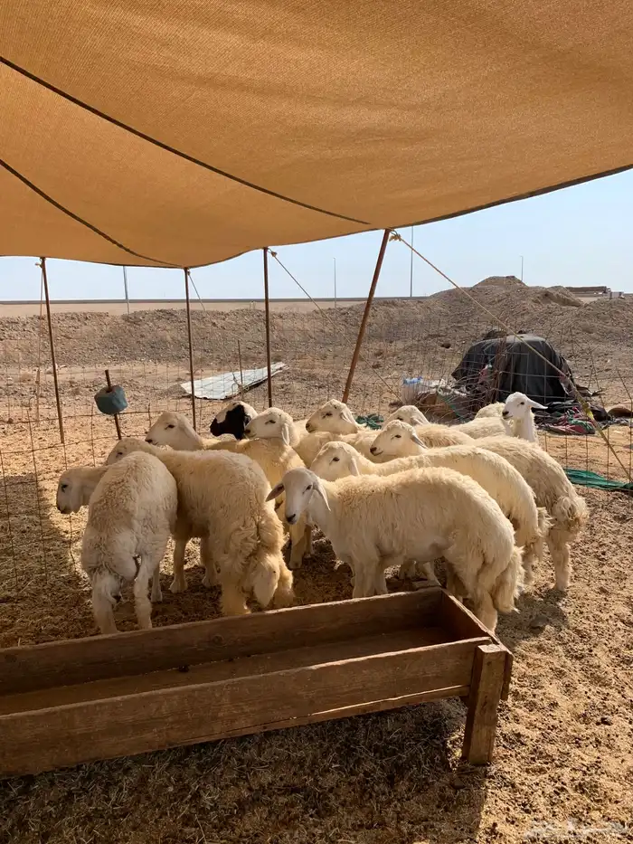 طليان مناسبات ذبائح حري كبار للبيع يوجد توصيل 3