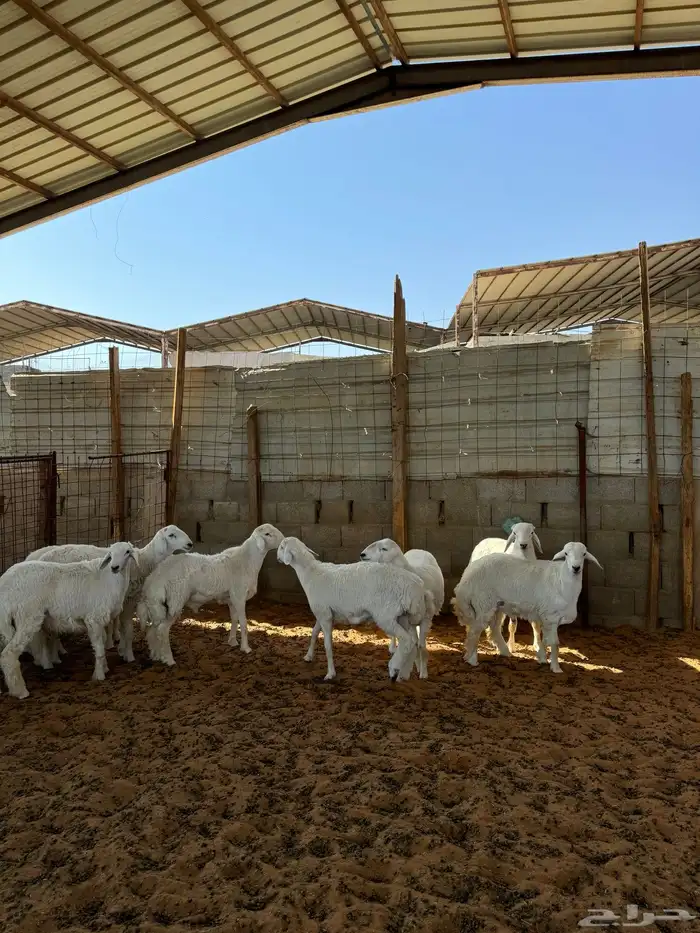 خرفان حريات 3