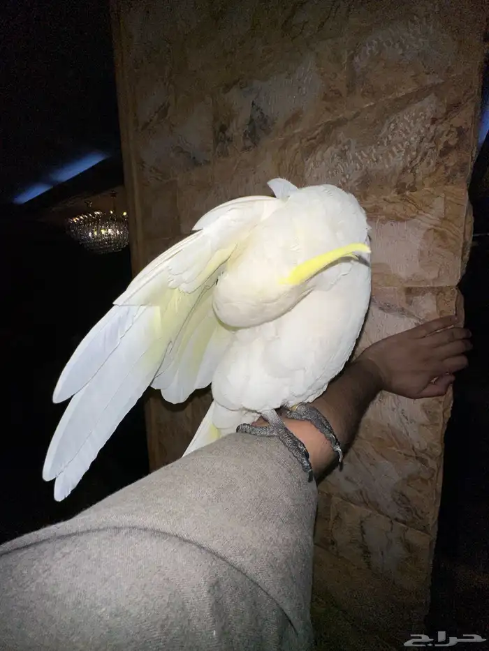 كوكاتو حجم سوبر جامبو فرخ تممم البيع 3
