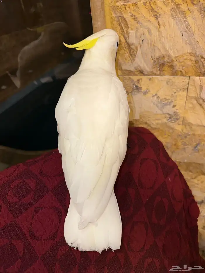 كوكاتو حجم سوبر جامبو فرخ تممم البيع 1