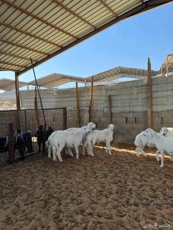 خرفان حريات 5