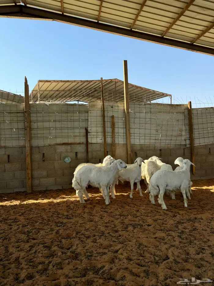 خرفان حريات 2