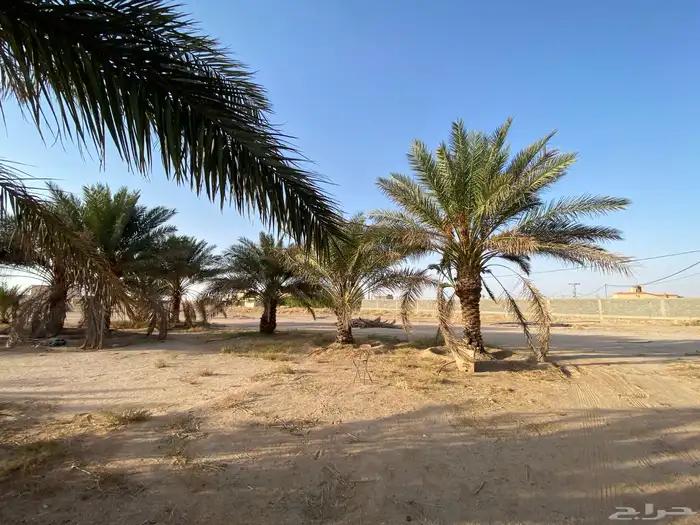 نخل للبيع 3