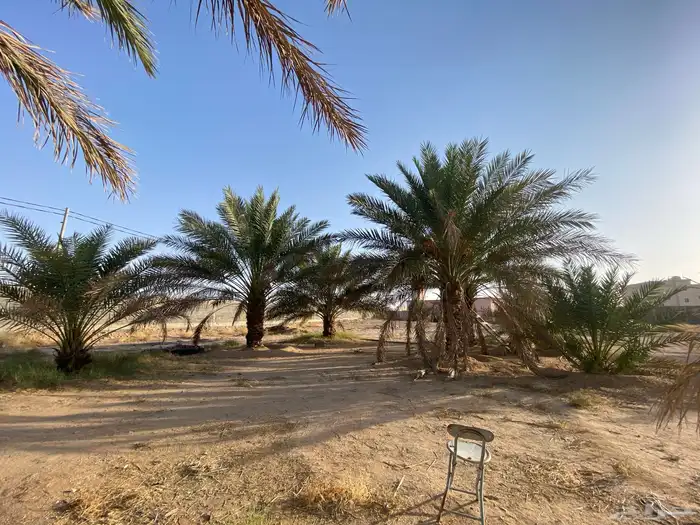 نخل للبيع 2