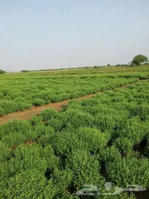 حناء ينبع النخل 0