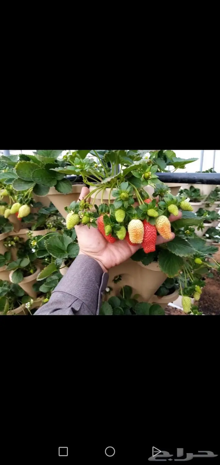 شتلات فراوله مزرعة الكعيديه بعنيزه 2