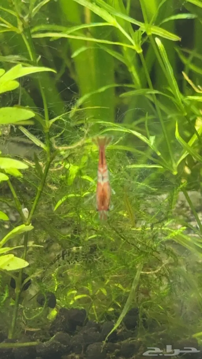 شرمب المياه العذبه روبيان لحوض السمك 0