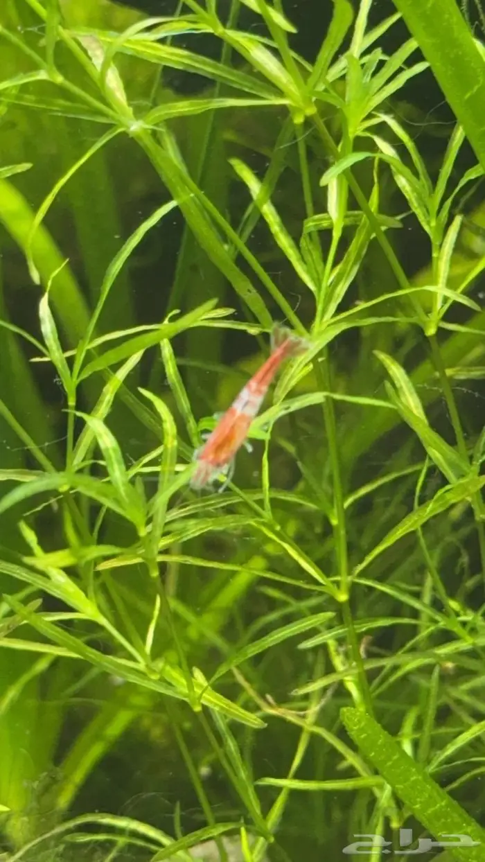 شرمب المياه العذبه روبيان لحوض السمك 2