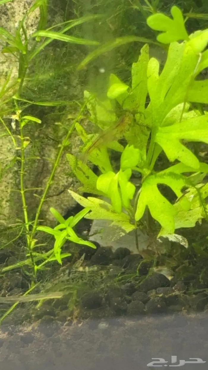 شرمب المياه العذبه روبيان لحوض السمك 1