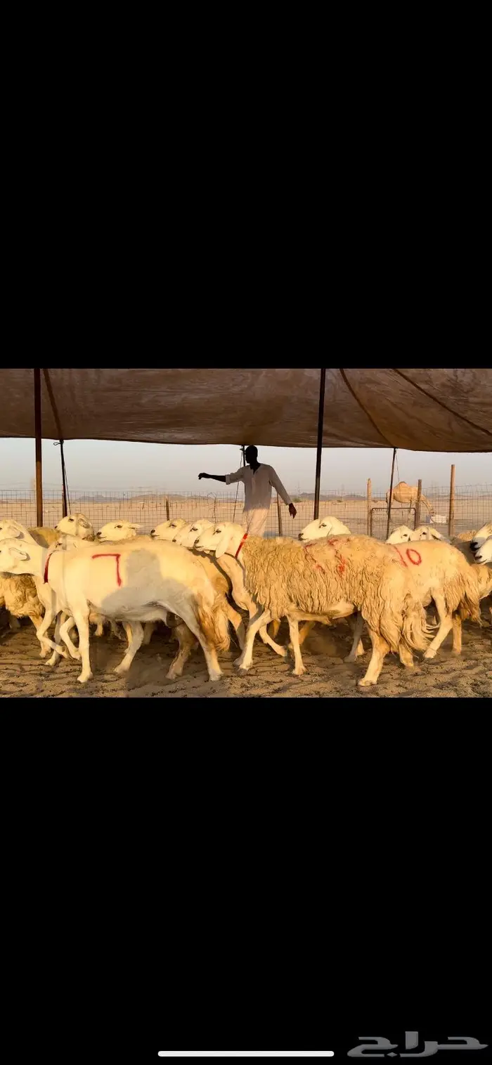 غنم حريات صنف جروم نخبة (تم البيع) 0