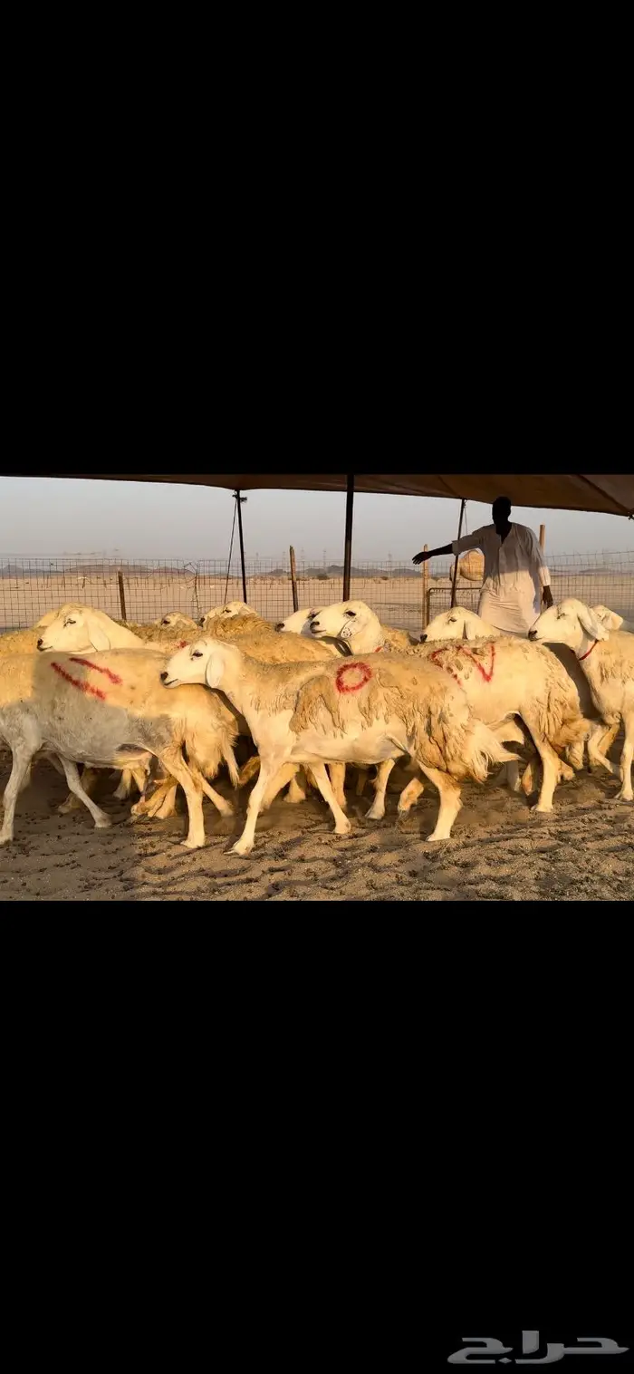 غنم حريات صنف جروم نخبة (تم البيع) 1
