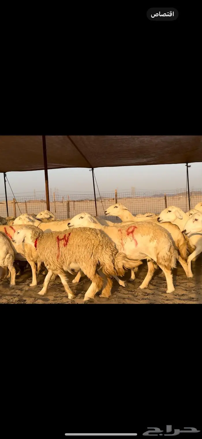 غنم حريات صنف جروم نخبة (تم البيع) 2
