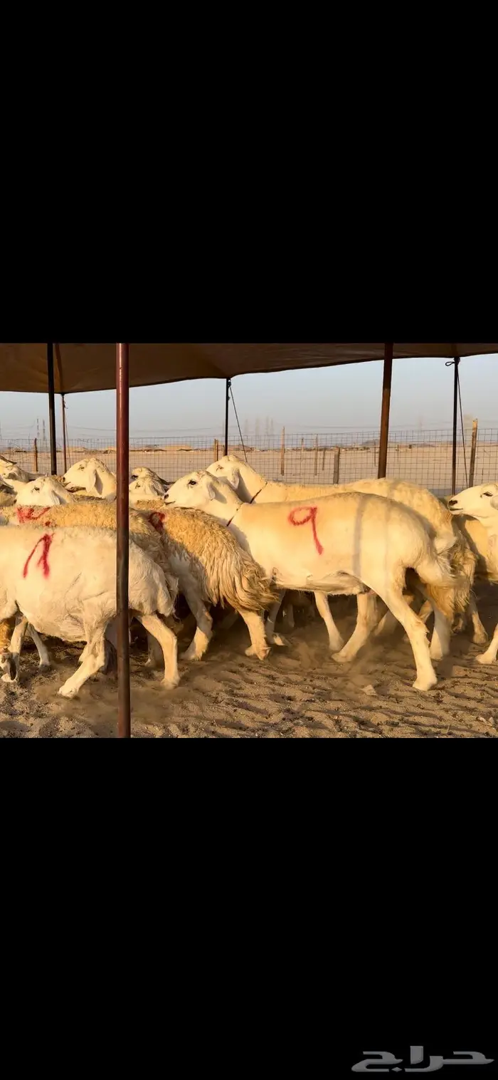 غنم حريات صنف جروم نخبة (تم البيع) 6