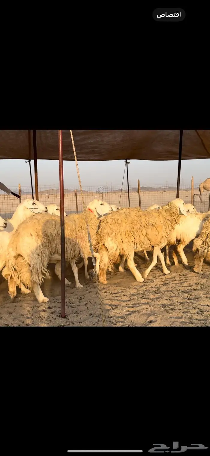 غنم حريات صنف جروم نخبة (تم البيع) 10
