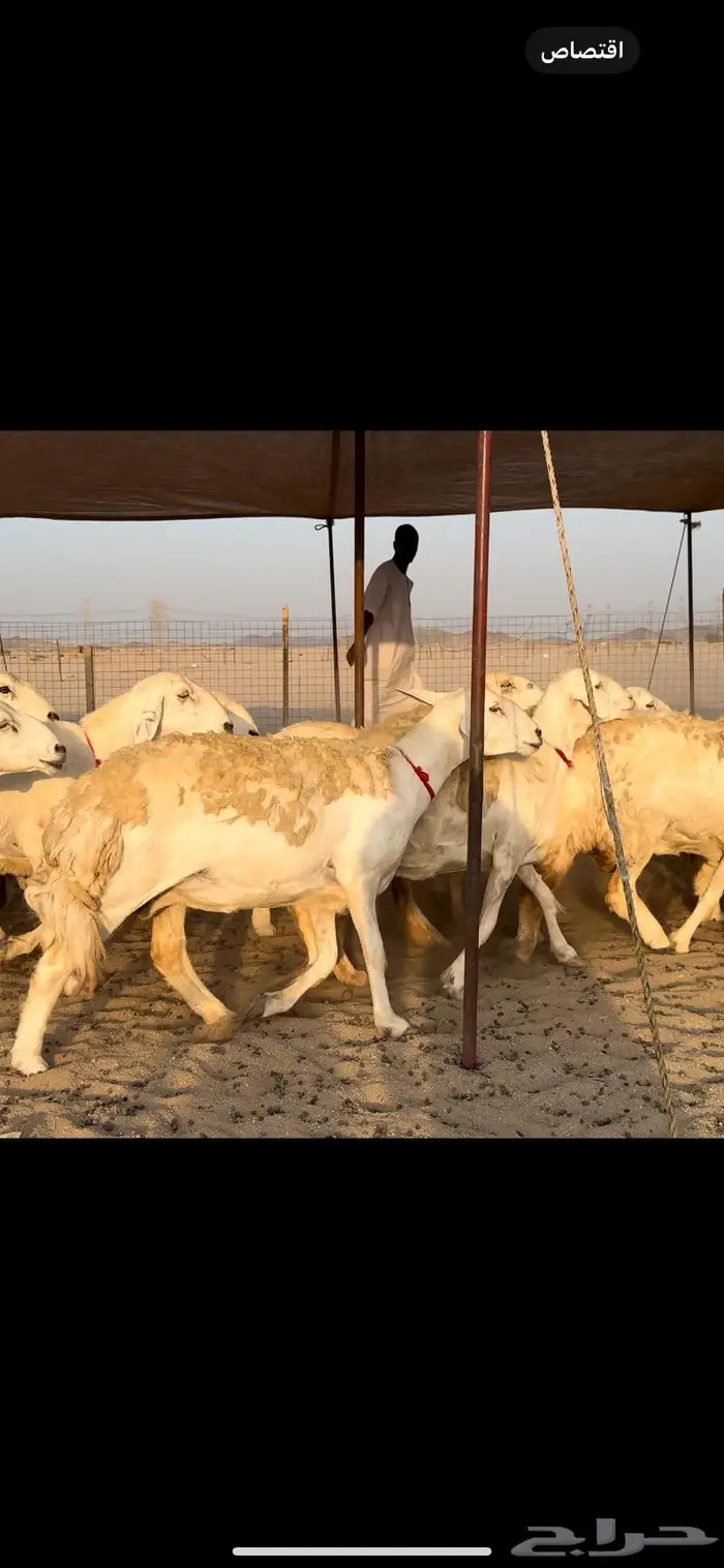 غنم حريات صنف جروم نخبة (تم البيع) 11