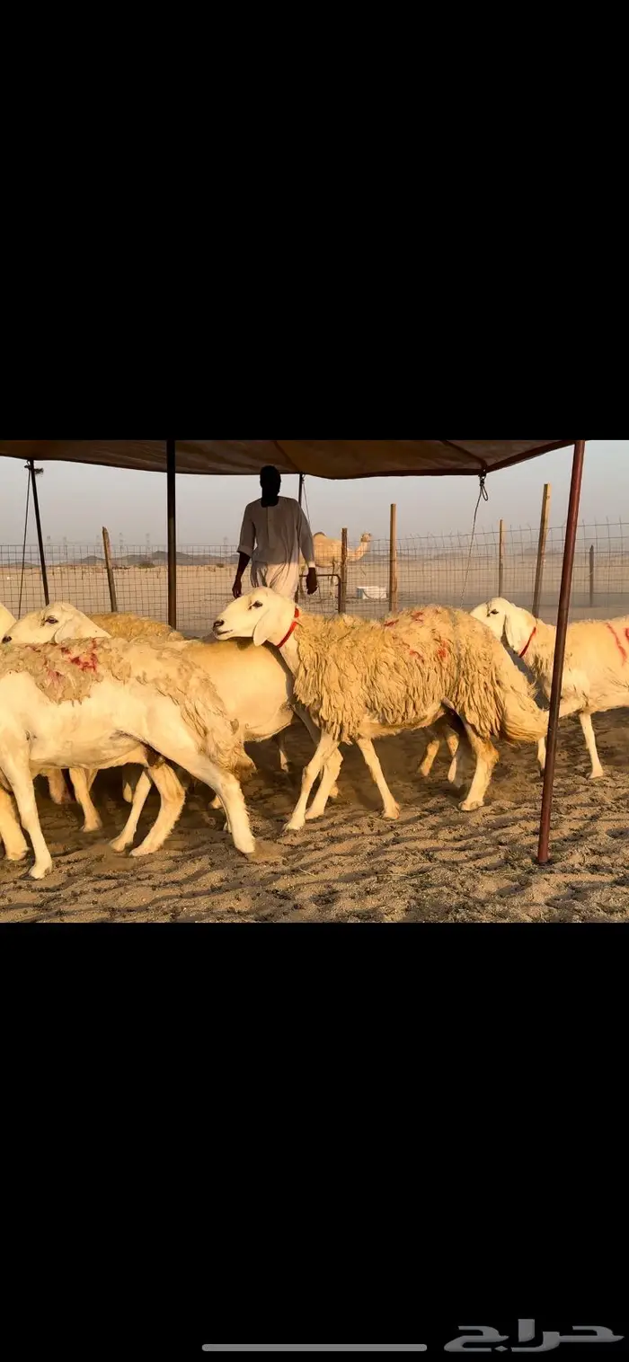 غنم حريات صنف جروم نخبة (تم البيع) 3