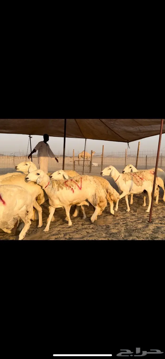 غنم حريات صنف جروم نخبة (تم البيع) 4