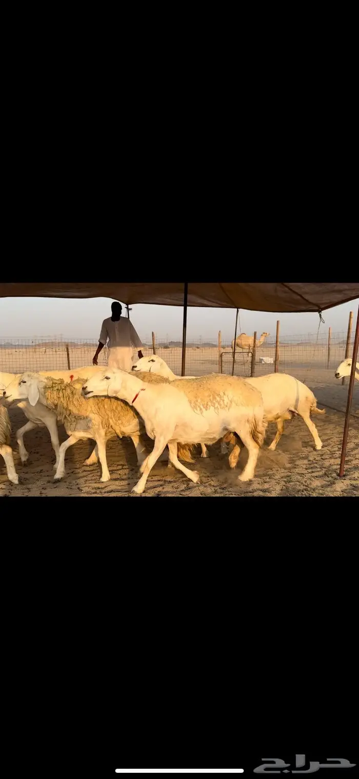 غنم حريات صنف جروم نخبة (تم البيع) 5