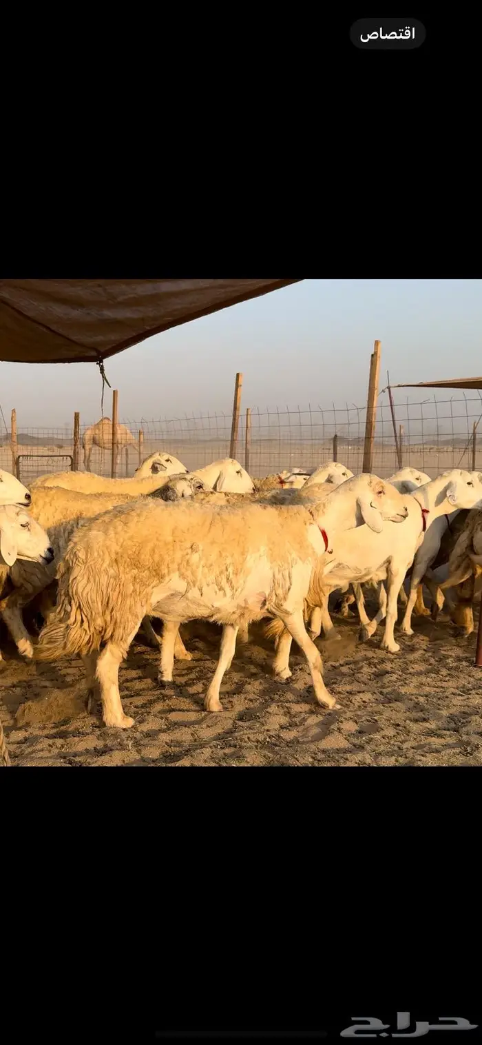 غنم حريات صنف جروم نخبة (تم البيع) 14