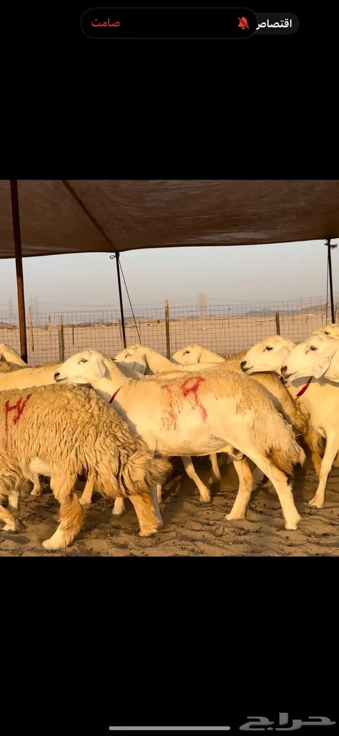 غنم حريات صنف جروم نخبة (تم البيع) 16