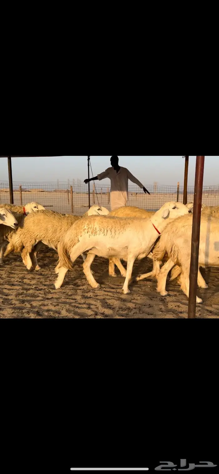 غنم حريات صنف جروم نخبة (تم البيع) 17