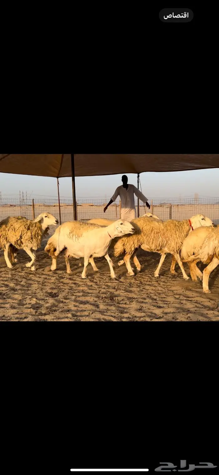 غنم حريات صنف جروم نخبة (تم البيع) 18