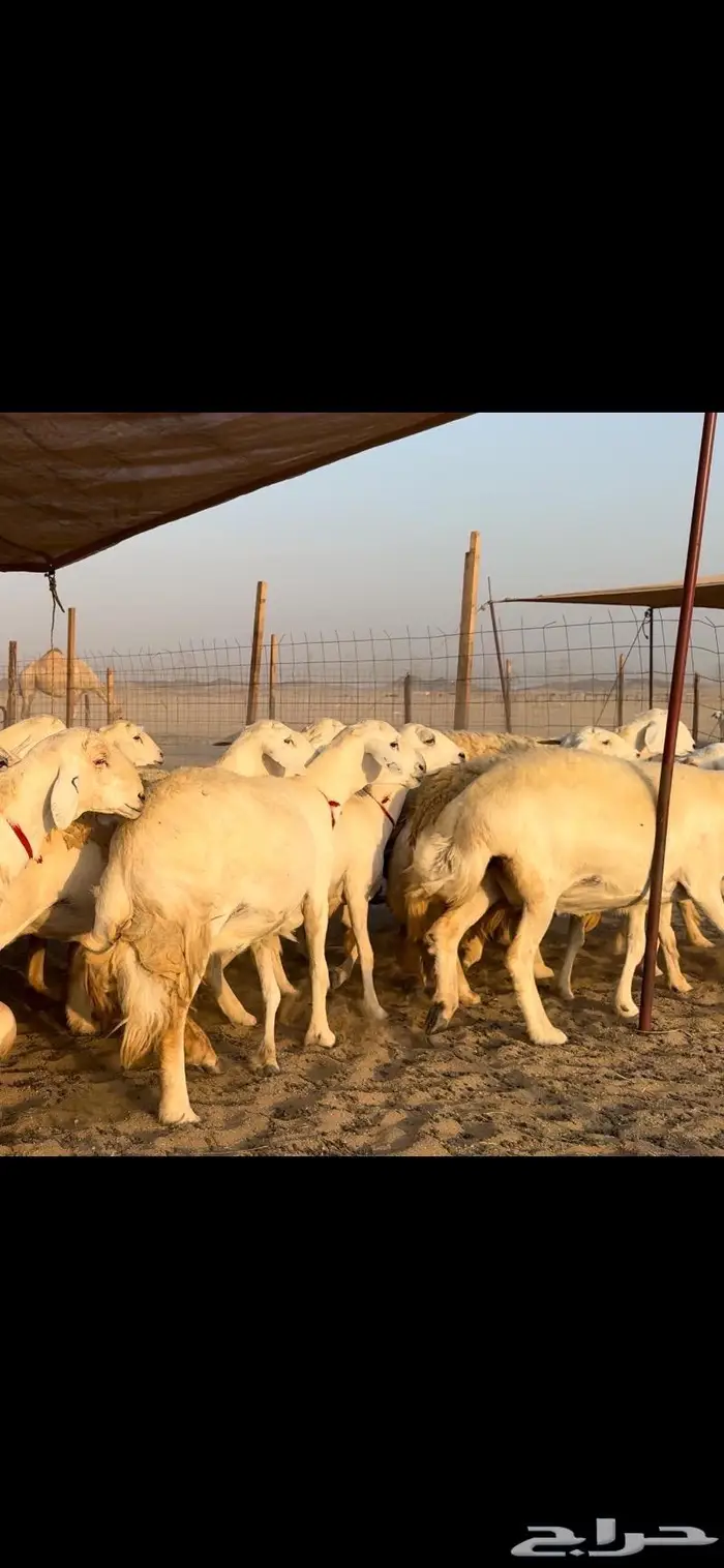 غنم حريات صنف جروم نخبة (تم البيع) 21