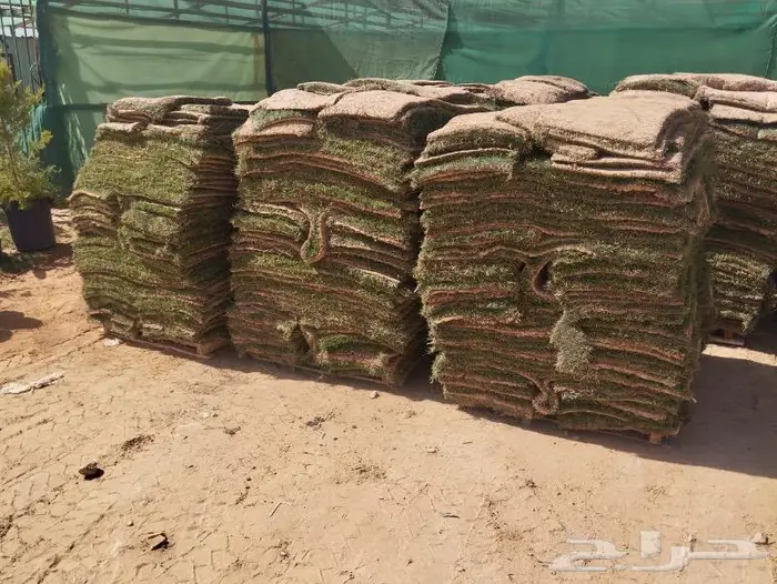 نجيل طببعي امريكي سي 2000 3