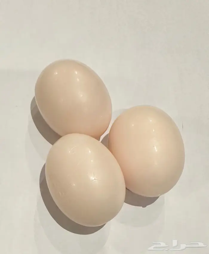 حجول كبس وبيض صناعي حمام وكلبشات عصافير 4