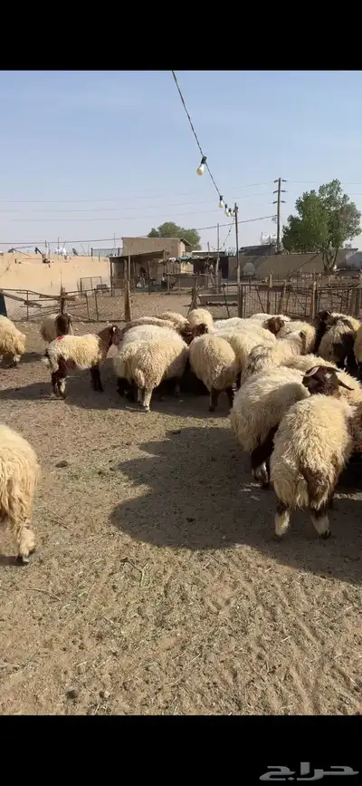 لباني لبيع الذبائح 0
