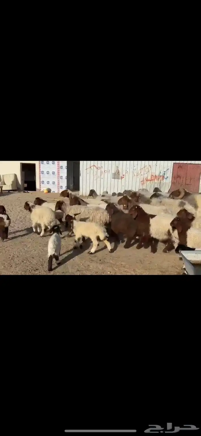 غنم نعيم مطافيل 6