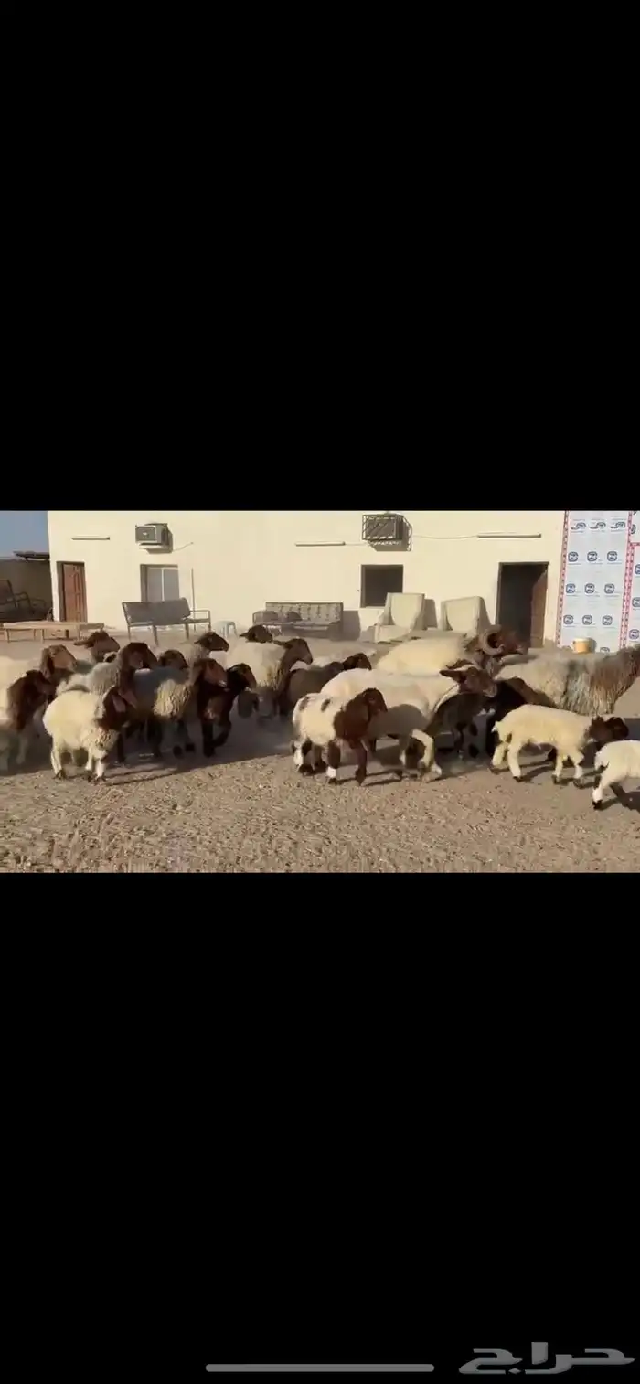 غنم نعيم مطافيل 1