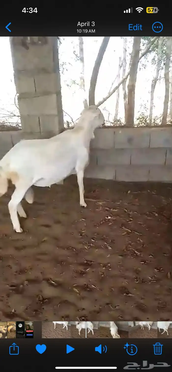 فحل 2