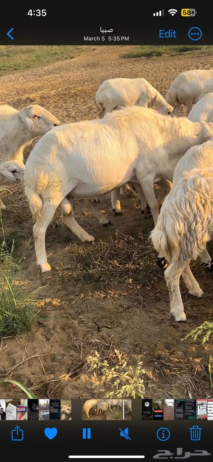 فحل 6