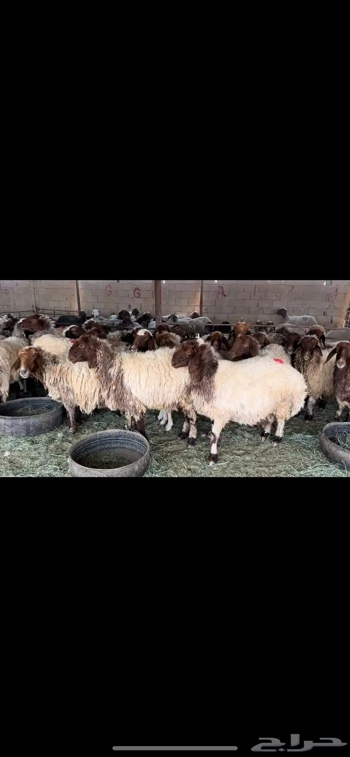 غنم نعيم دفيع 4